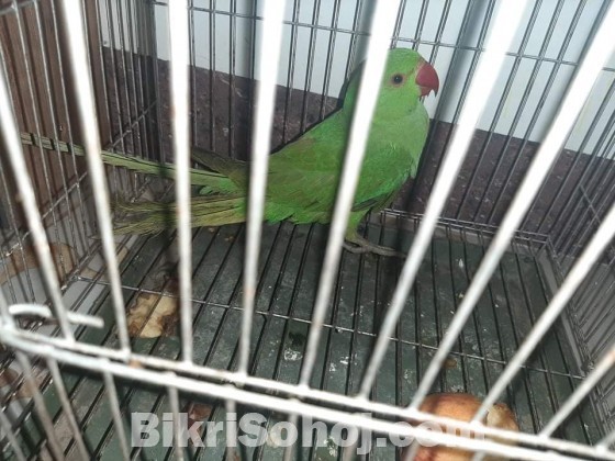 Indian ringneck tiya